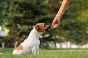 Do Animal Control Records Help Support Joliet Dog Bite Cases