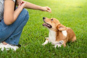 Who is Liable For Dog Bite Incidents at Naperville Dog Parks